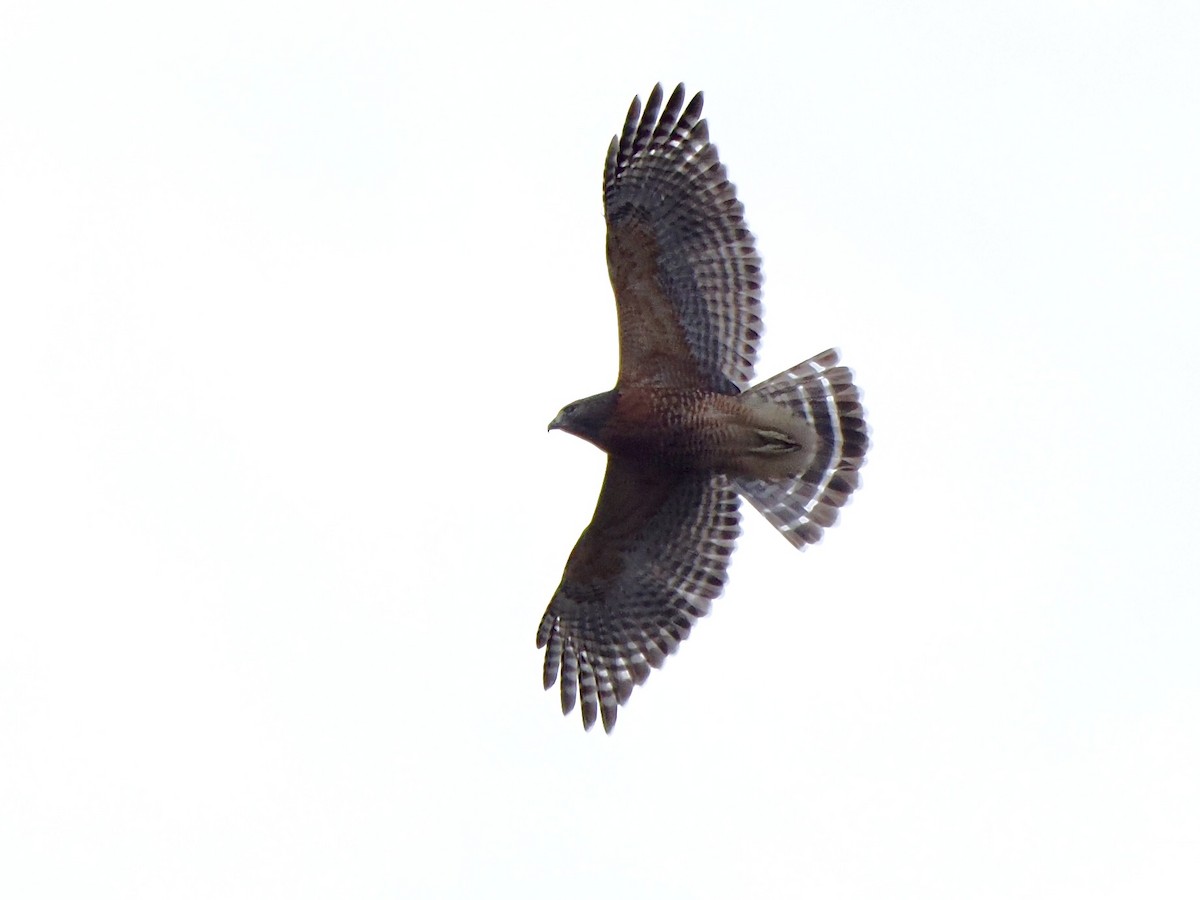 Red-shouldered Hawk - ML626097212