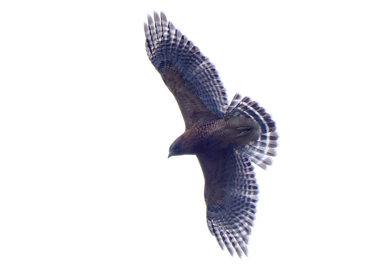 Red-shouldered Hawk - ML626097213