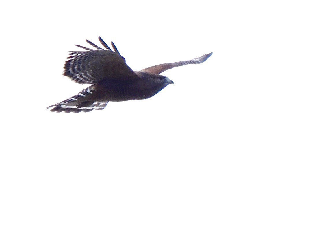 Red-shouldered Hawk - ML626097298