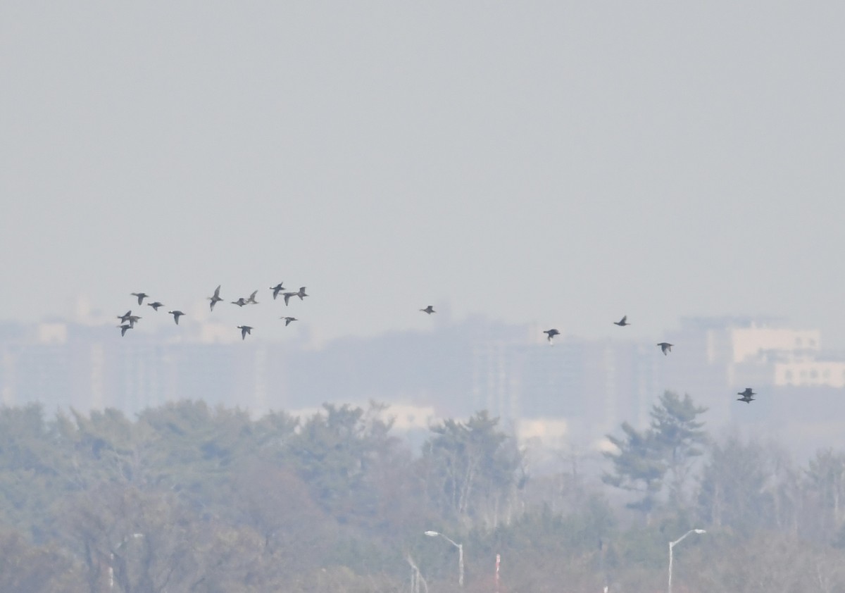 Black Scoter - ML626097330