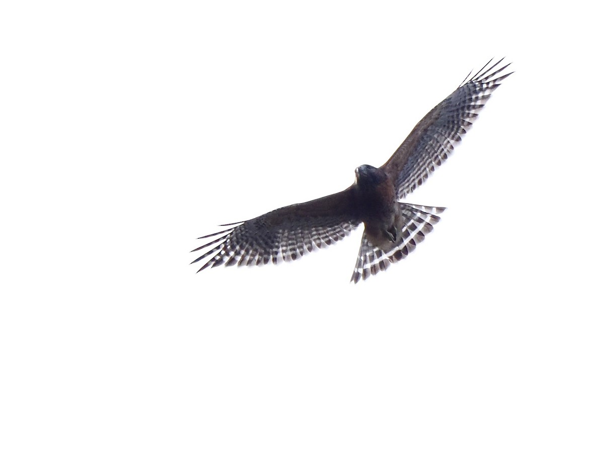 Red-shouldered Hawk - ML626097374