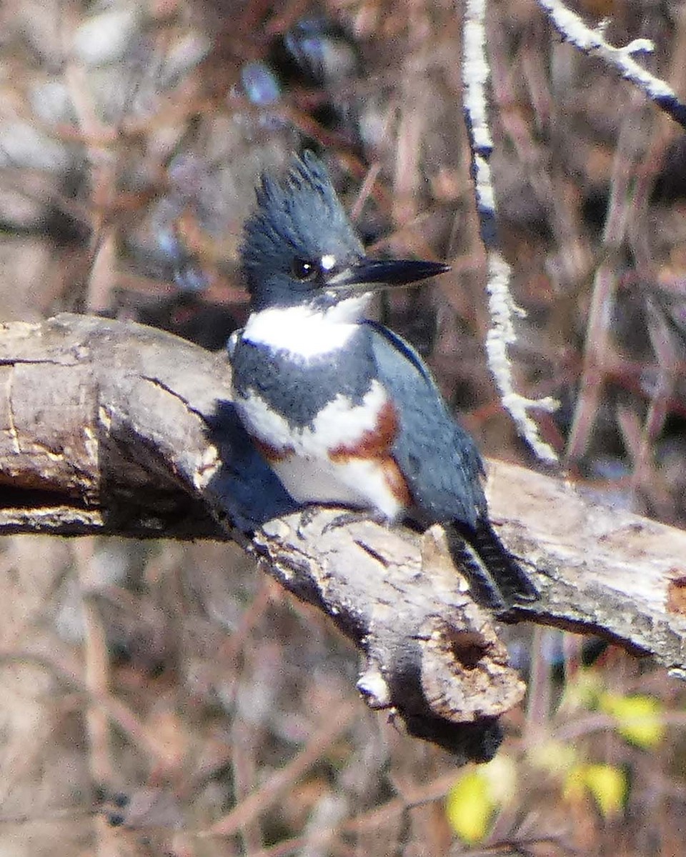 Belted Kingfisher - ML626097471