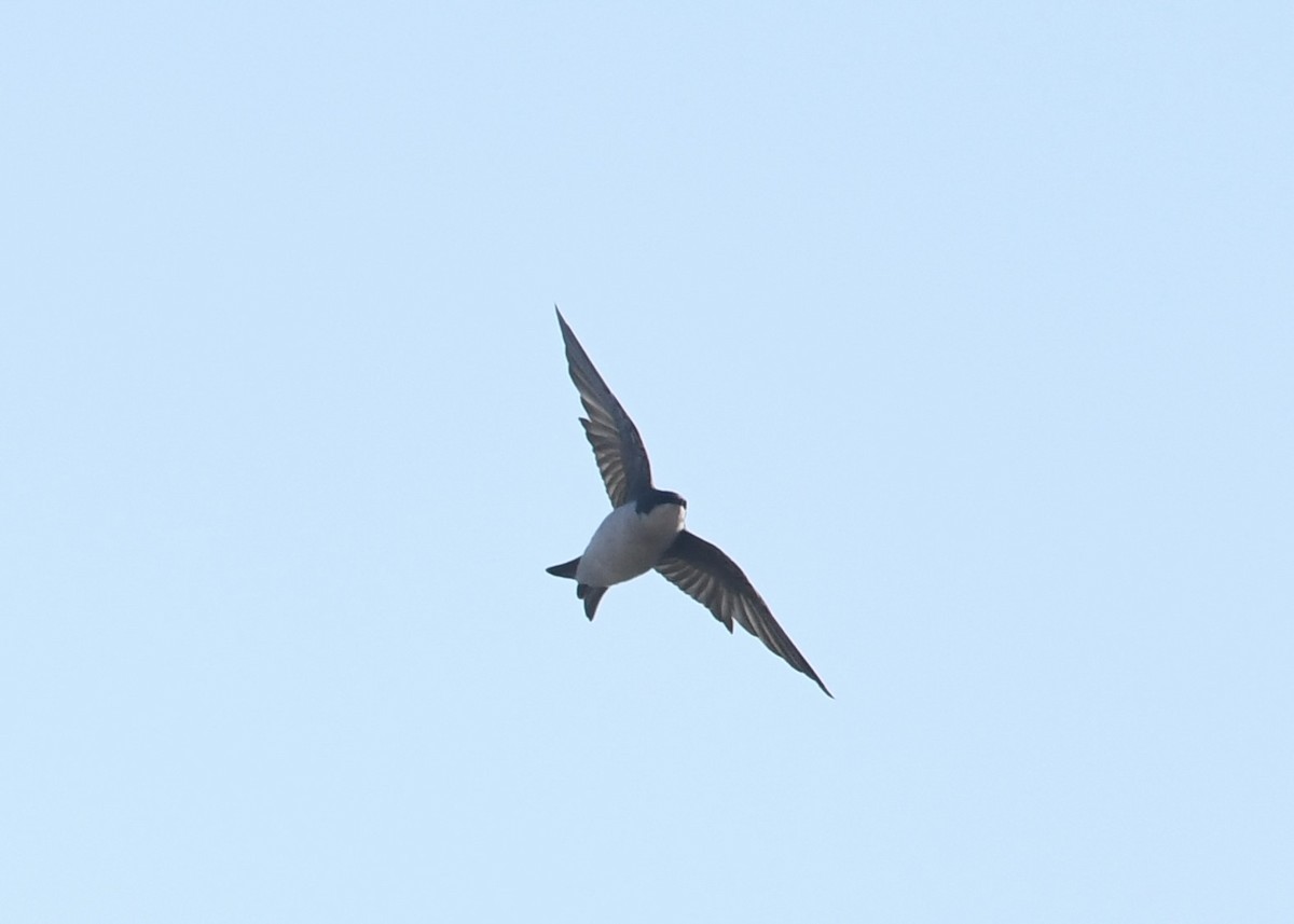 Tree Swallow - ML626097575