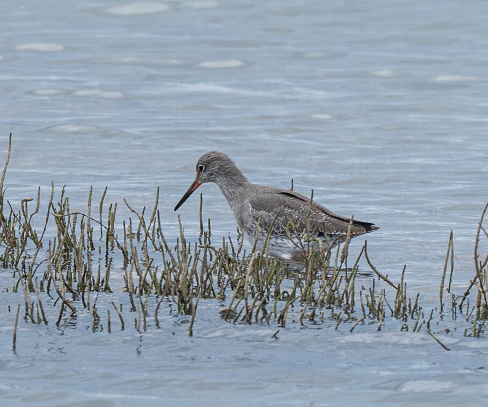Chevalier gambette - ML626097579