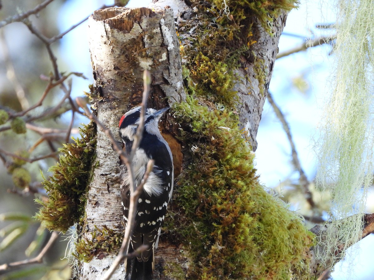 Downy Woodpecker - ML626097594