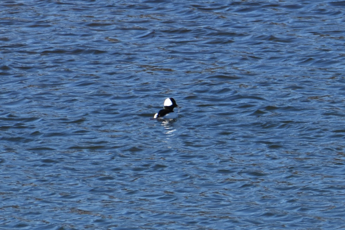 Bufflehead - ML626097842