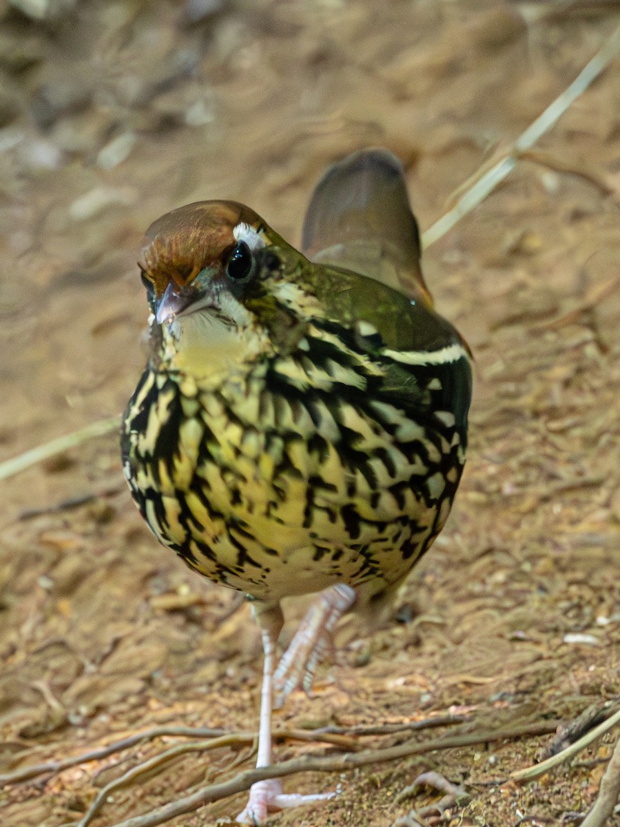 Such's Antthrush - ML626097877