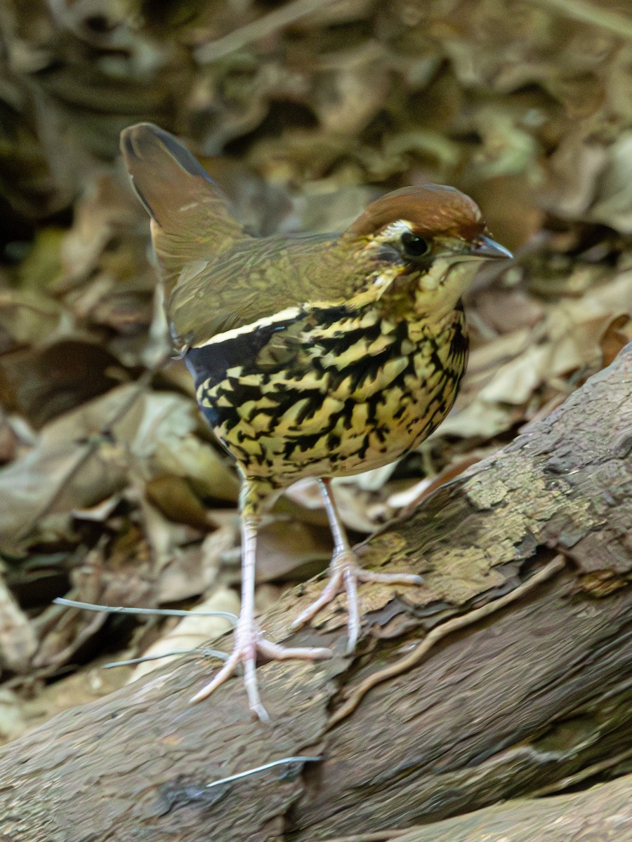 Such's Antthrush - ML626097880