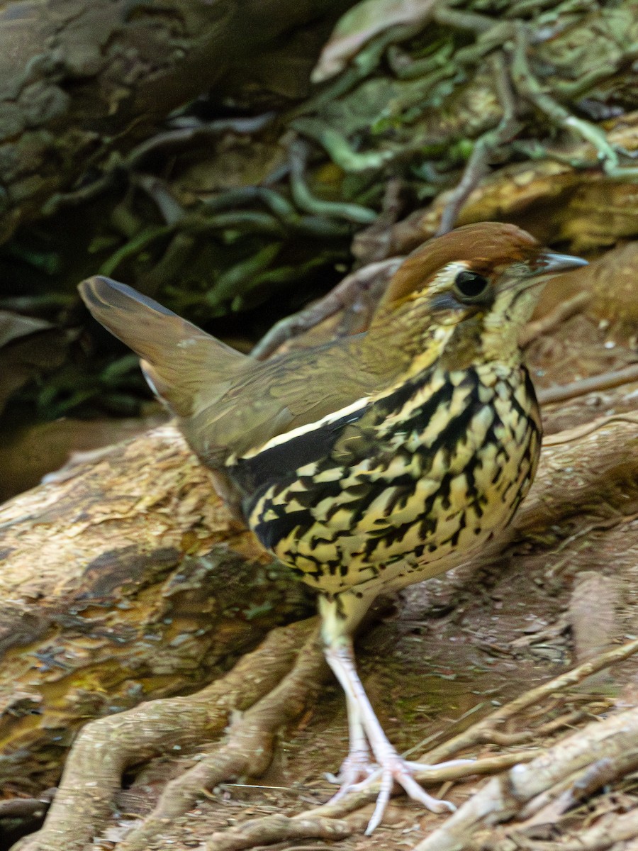 Such's Antthrush - ML626097881