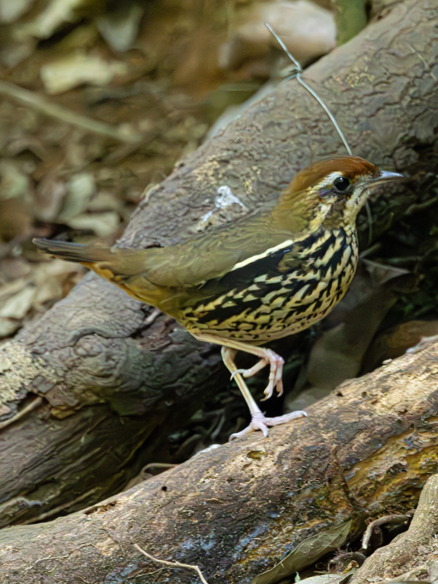 Such's Antthrush - ML626097883