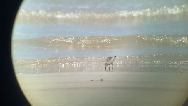 Calidris sp. (peep sp.) - ML626098111
