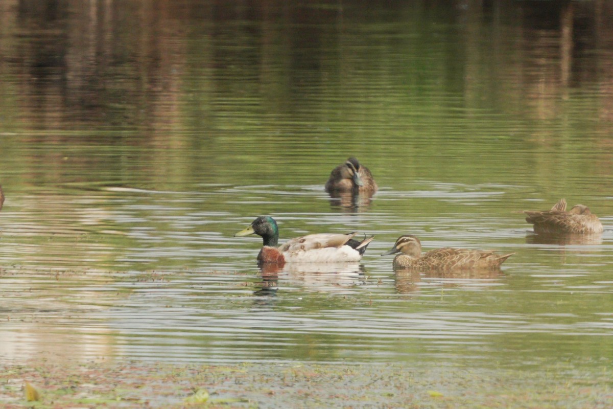 Mallard (Domestic type) - ML626098243