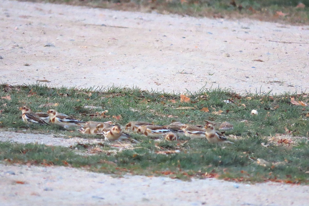 Snow Bunting - ML626098244