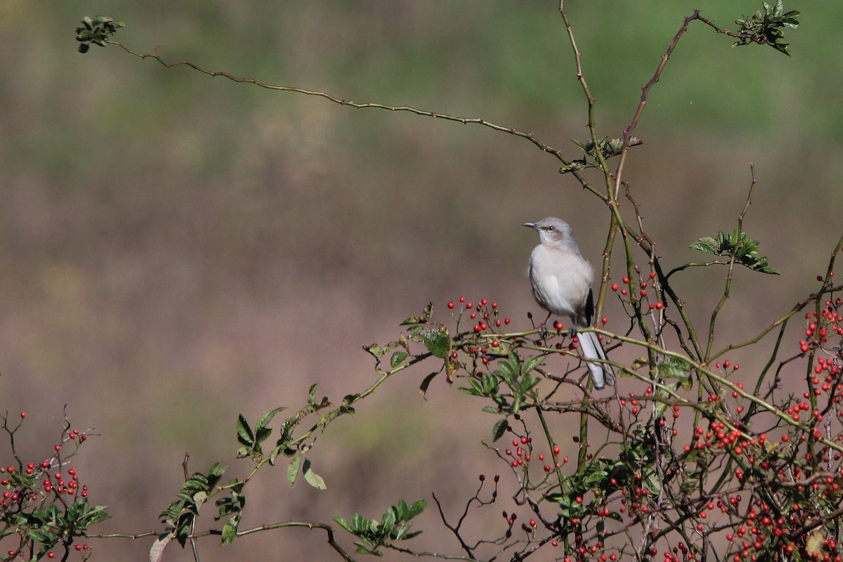 Northern Mockingbird - ML626098267