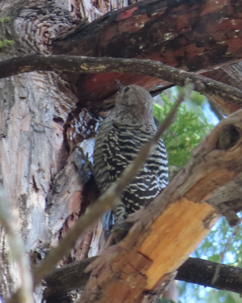 Northern Flicker - ML626098378