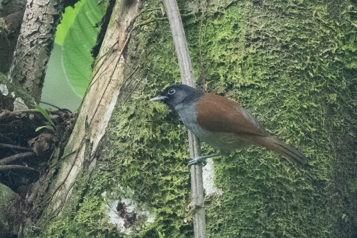 Rwenzori Hill Babbler - ML626098952