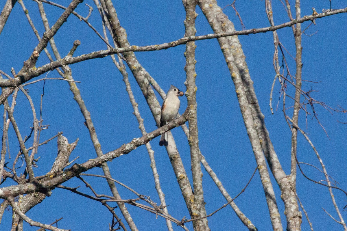 Tufted Titmouse - ML626099191
