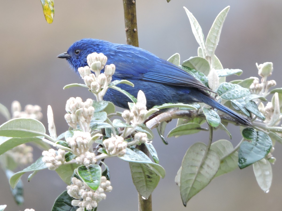 Tit-like Dacnis - ML62609921