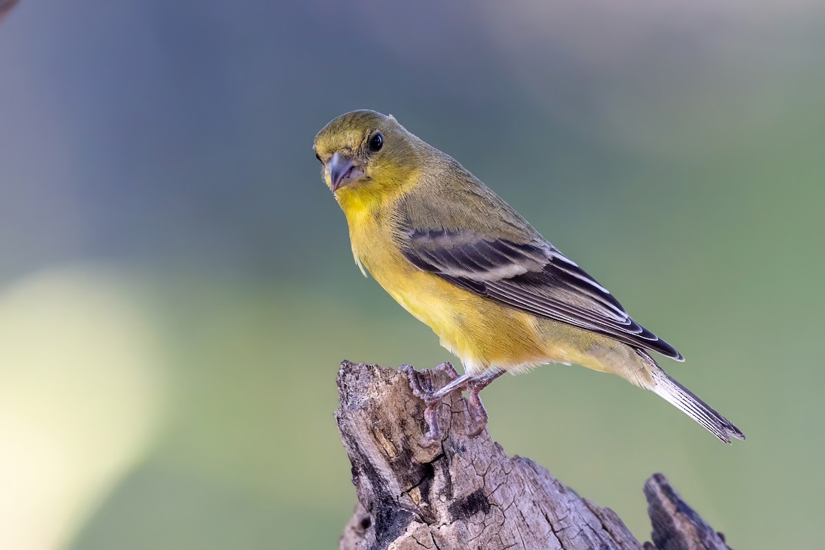 Lesser Goldfinch - ML626099217