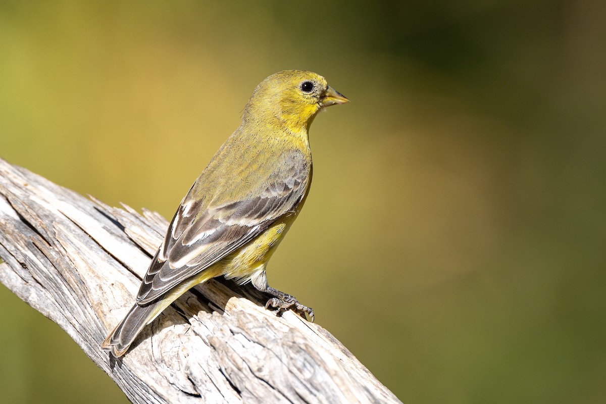 Lesser Goldfinch - ML626099220