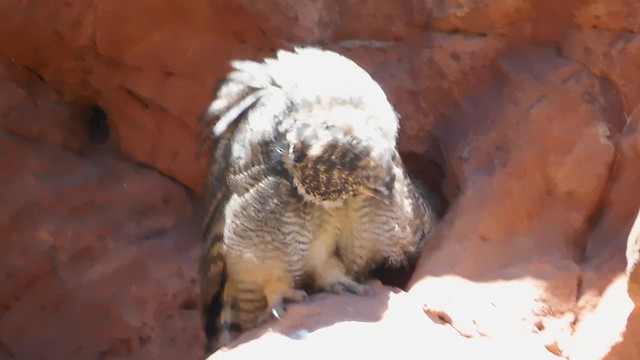 Lesser Horned Owl - ML626099381