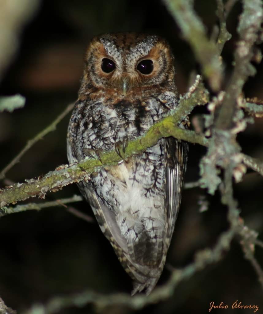 Flammulated Owl - ML626099438