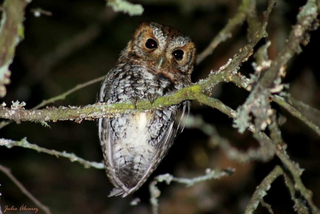 Flammulated Owl - ML626099439