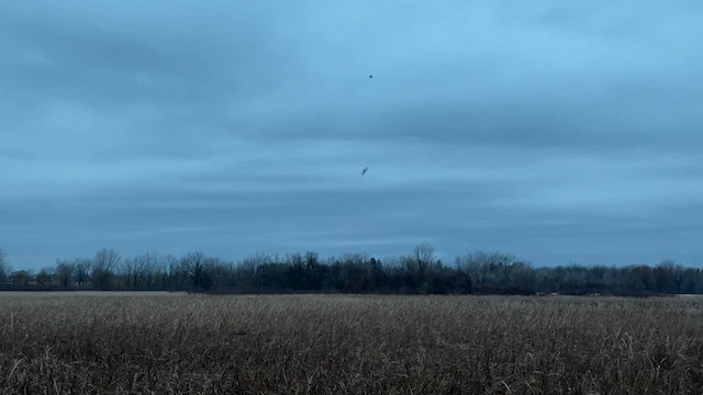 Cave Swallow - ML626099491