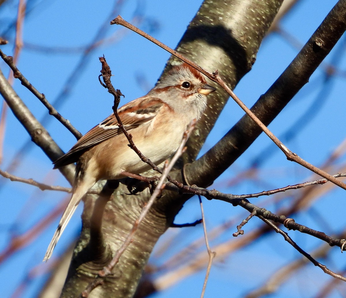 American Tree Sparrow - ML626099981