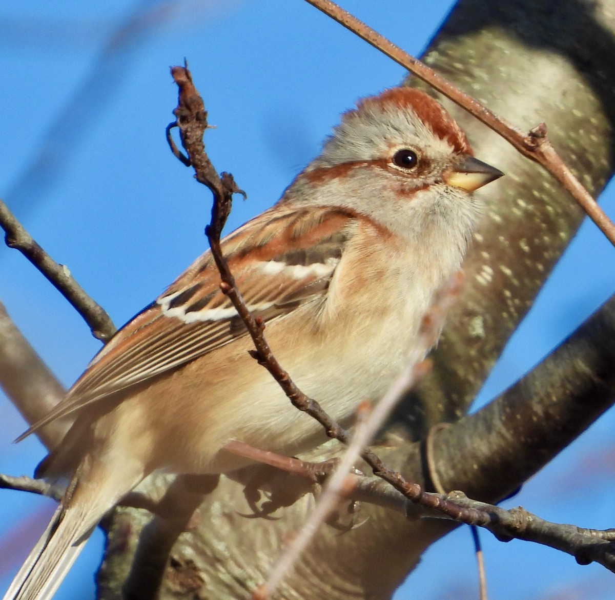 American Tree Sparrow - ML626099982