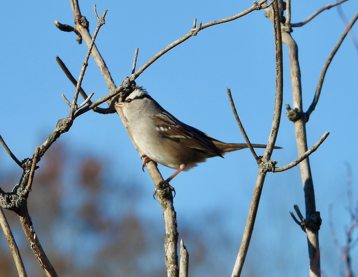 White-crowned Sparrow - ML626100007
