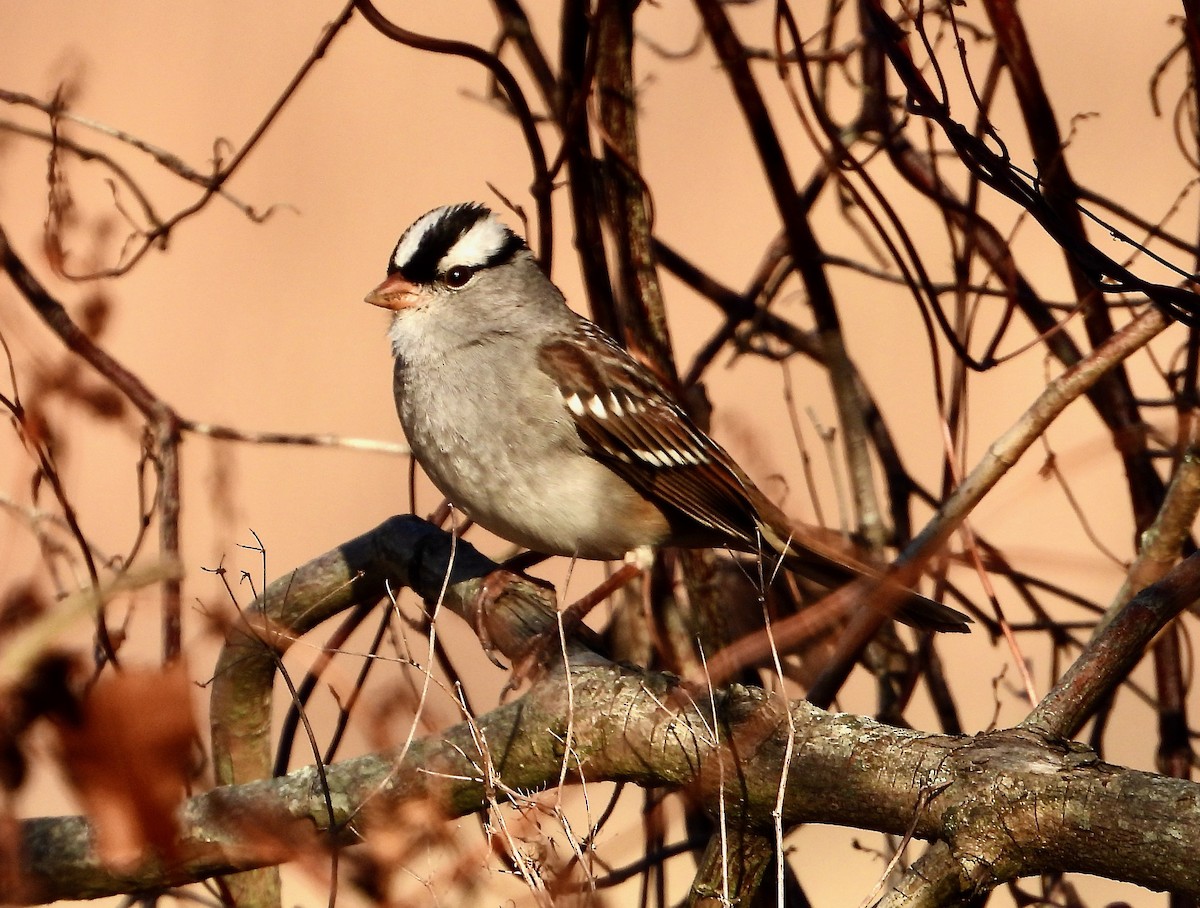 White-crowned Sparrow - ML626100008