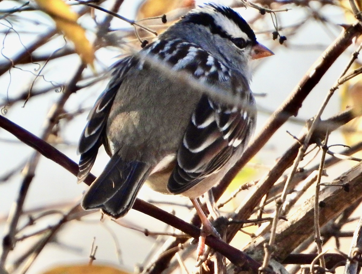 White-crowned Sparrow - ML626100009