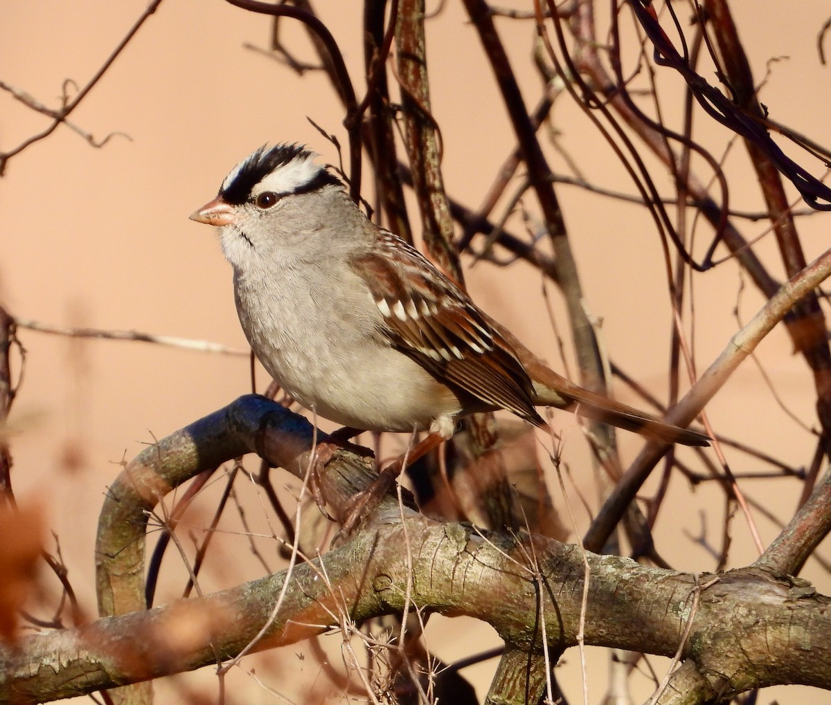 White-crowned Sparrow - ML626100010