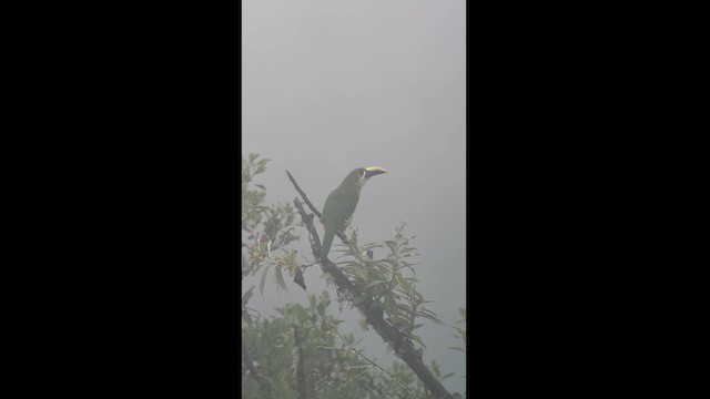 Toucanet à gorge blanche (albivitta/phaeolaemus) - ML626100237