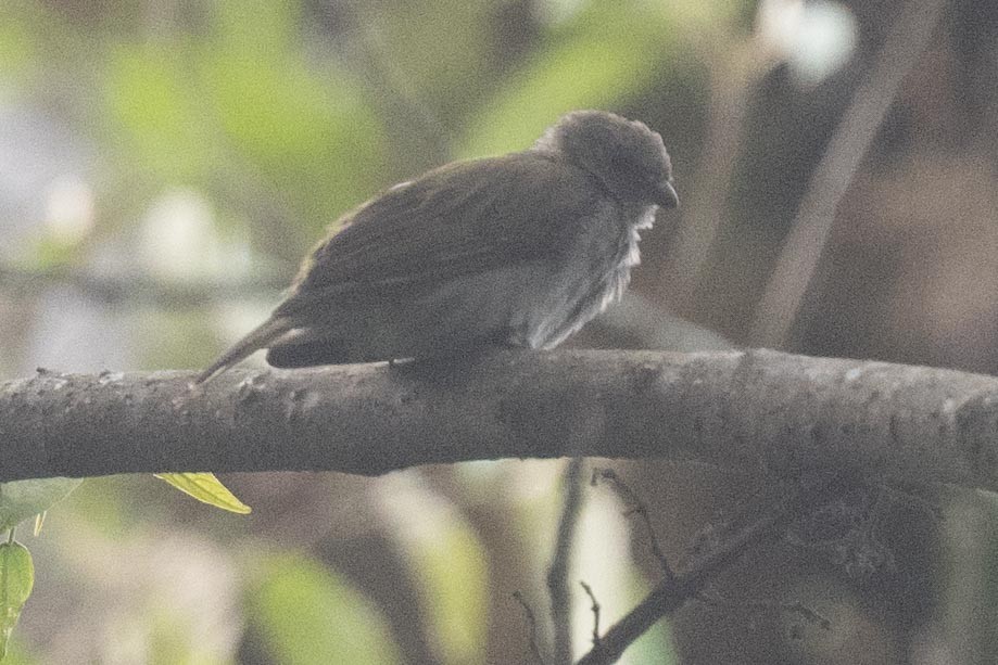 Least Honeyguide - ML626100251