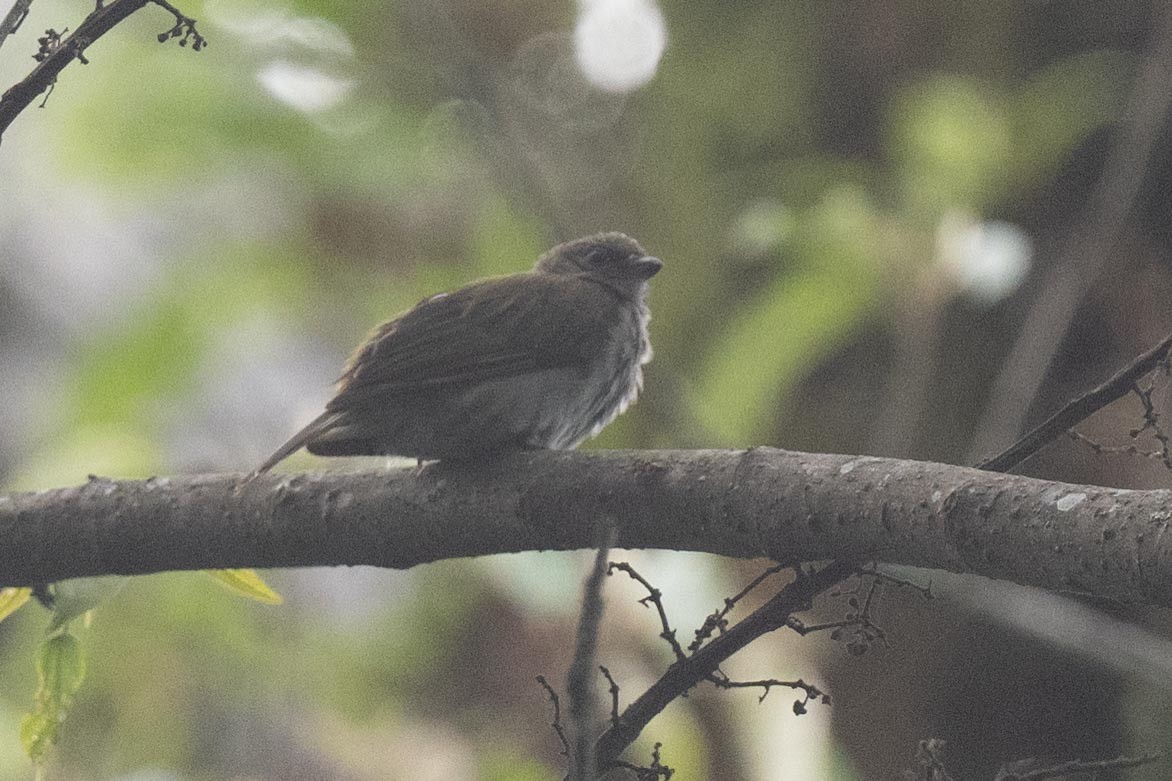 Least Honeyguide - ML626100252