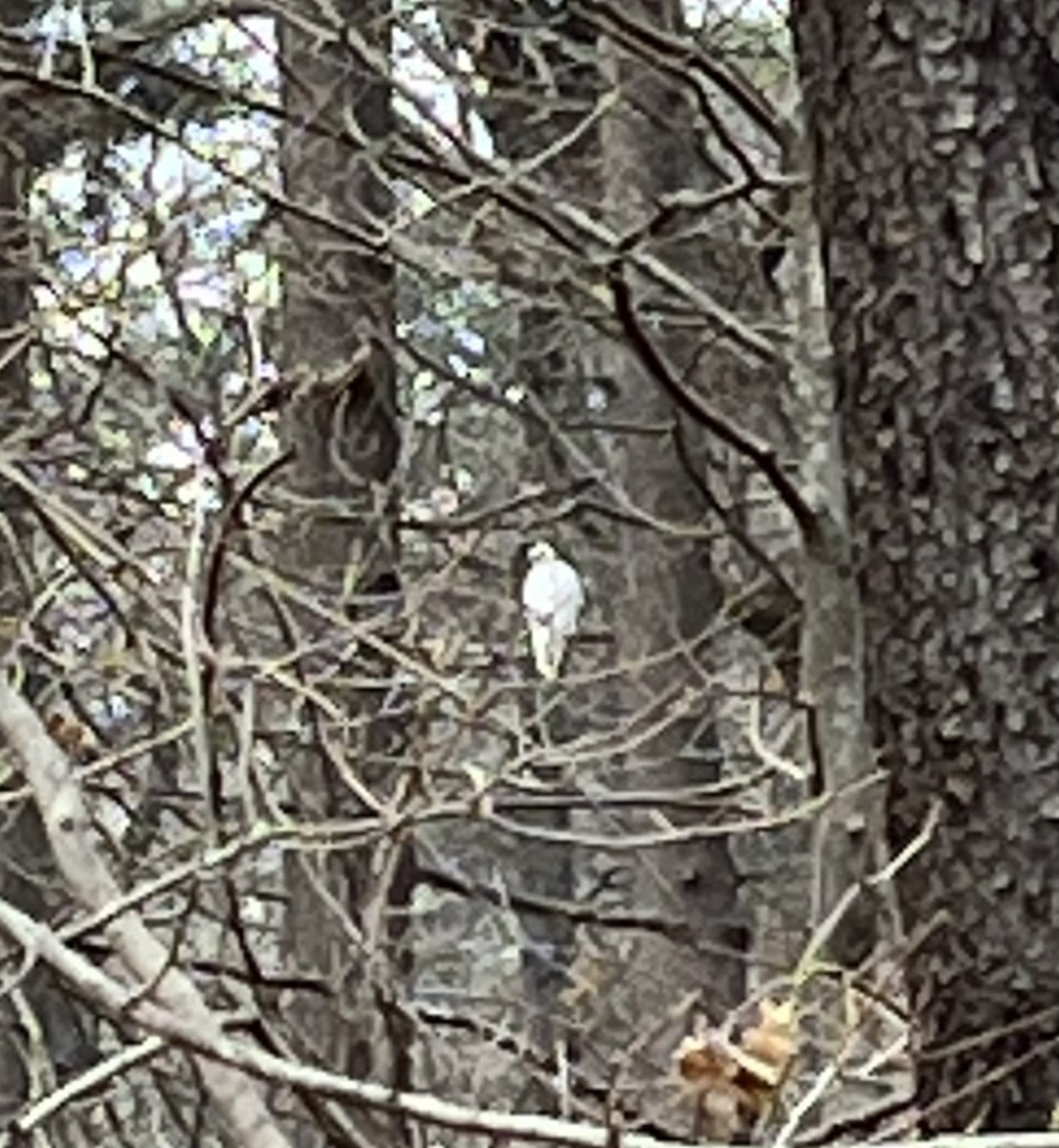 Red-tailed Hawk - ML626100290