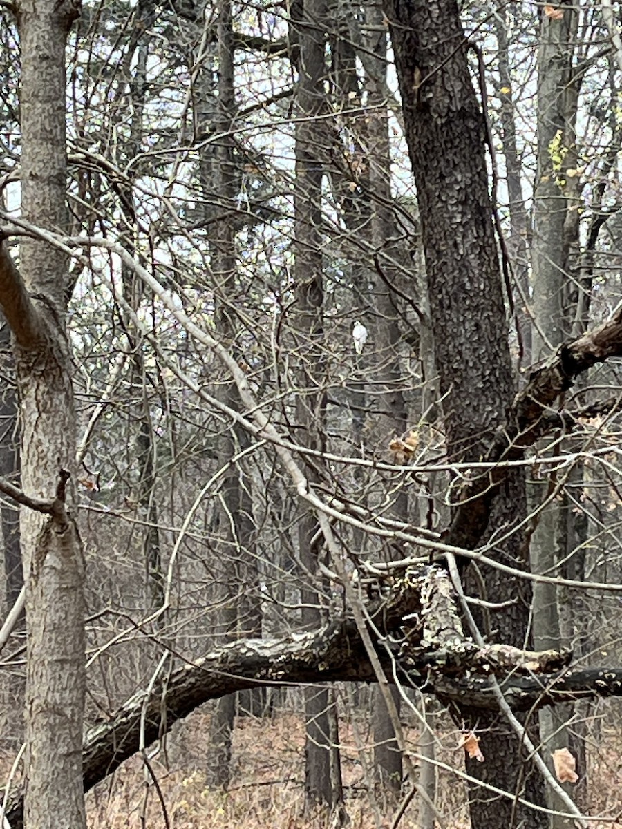Red-tailed Hawk - ML626100291