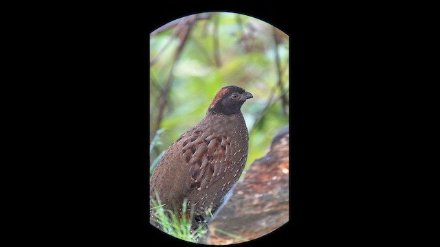 Black-fronted Wood-Quail - ML626100316