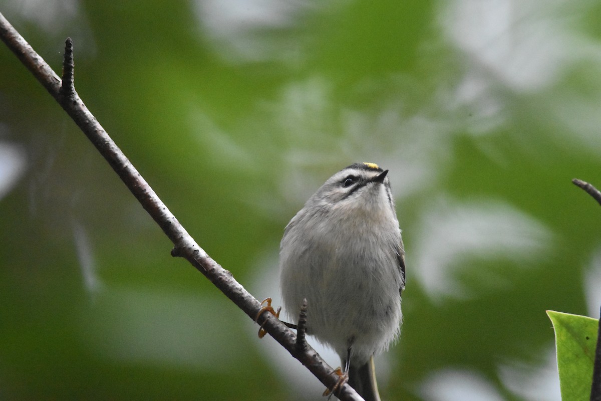 Golden-crowned Kinglet - ML626100346