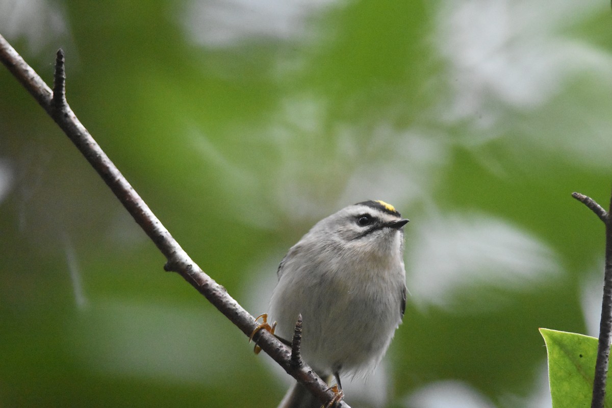 Golden-crowned Kinglet - ML626100347