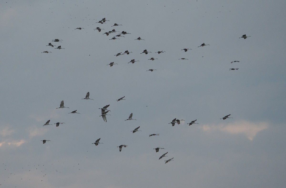 Sandhill Crane - ML626100419