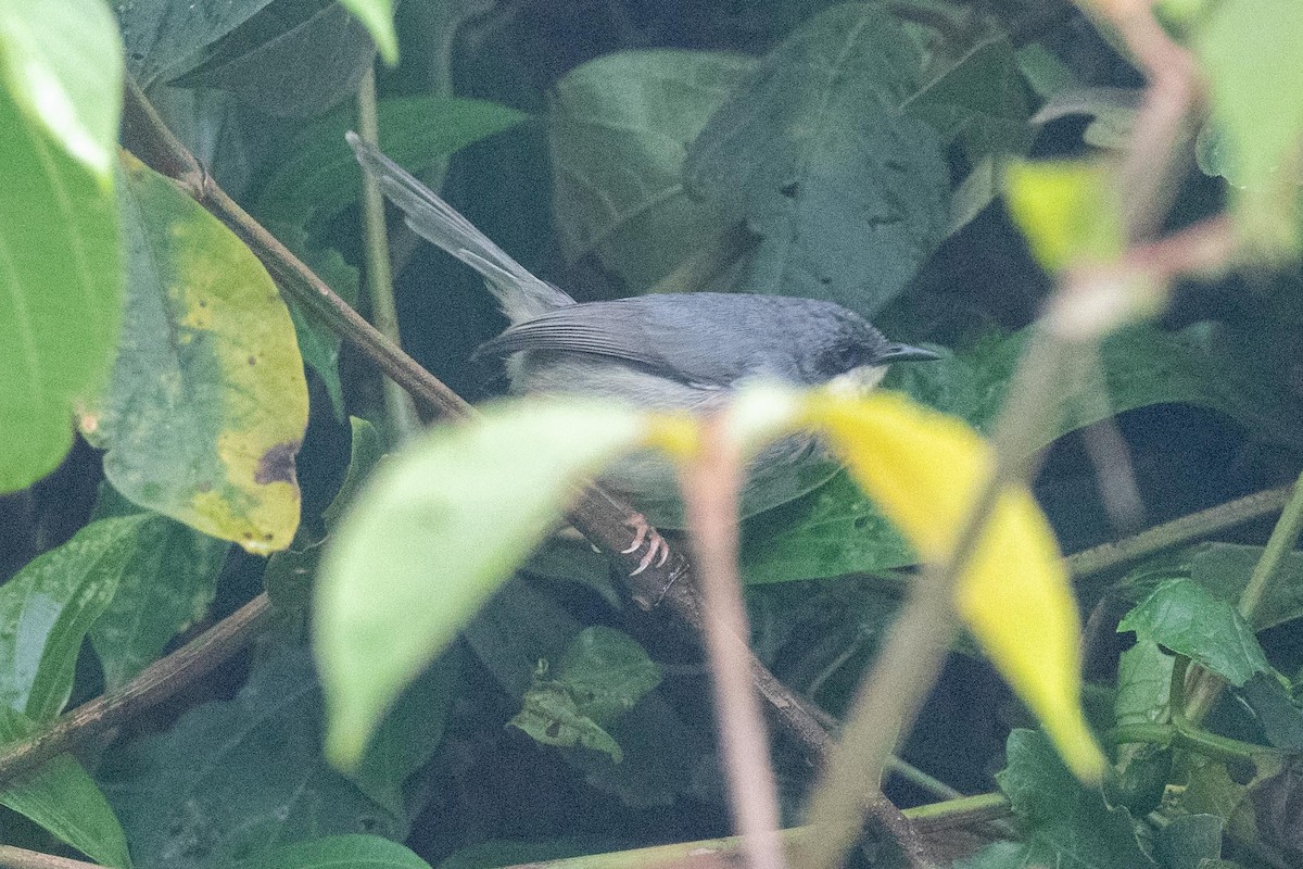 Prinia Gorjiblanca - ML626100515