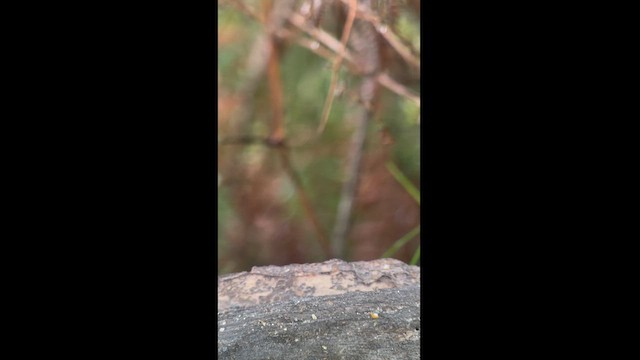 クリボウシヤブシトド - ML626100639