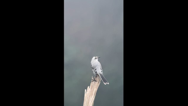 Tropical Mockingbird - ML626100673