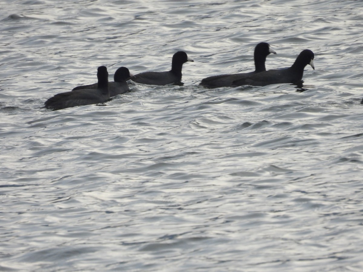 American Coot - ML626100745