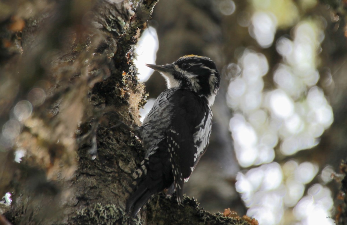 Eurasian Three-toed Woodpecker - ML626100762