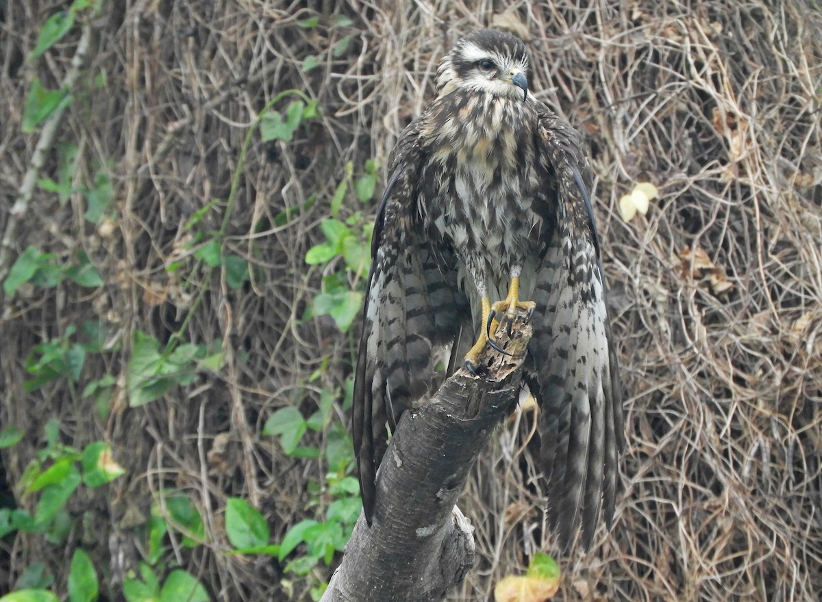 Snail Kite - ML626101206