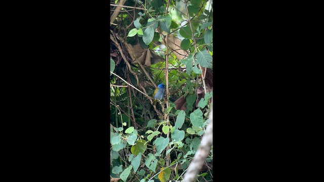 Tangara à tête bleue - ML626101210